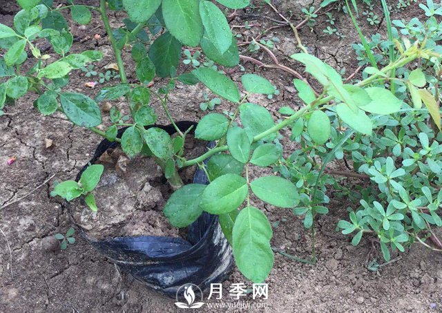 這些盆栽月季花苗都搶瘋了 買營(yíng)養(yǎng)缽月季要快(圖3)