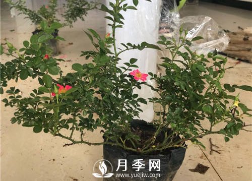 微型月季生產(chǎn)關(guān)鍵技術(shù)(圖1)