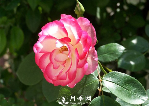 你要這樣做 月季開(kāi)花不斷(圖1)