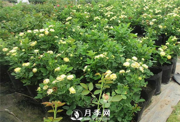 養(yǎng)護月季花植物7個問題 {干貨}(圖1)