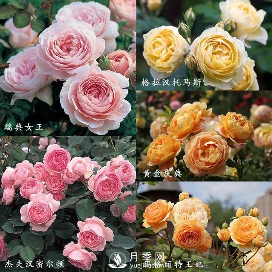 看到這些好看的藤本月季花圖片 我已經中毒(圖1)