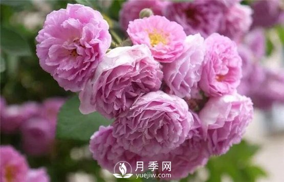 看到這些好看的藤本月季花圖片 我已經中毒(圖3)