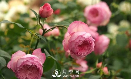 月季花這么受歡迎，看看她的優(yōu)勢在哪里！(圖1)