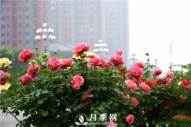 樹(shù)狀月季、豐花一、地被月季：園路景觀“多變手”(圖1)