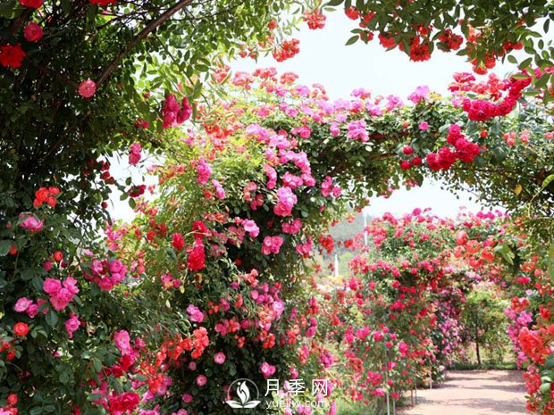 藤本月季為什么不開(kāi)花 這個(gè)知識(shí)你知道嗎(圖1)