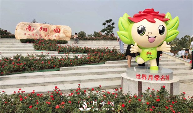 你知道南陽為啥被稱為世界月季名城嗎？(圖3)