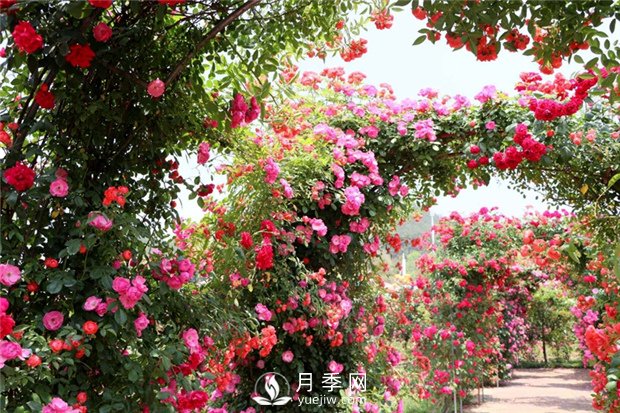  月季遭雨水有蟲害？這樣預(yù)防，就沒問題！(圖1)