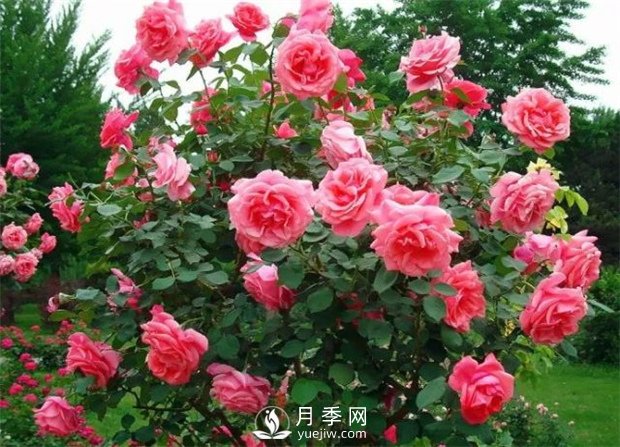  月季遭雨水有蟲害？這樣預(yù)防，就沒問題！(圖2)