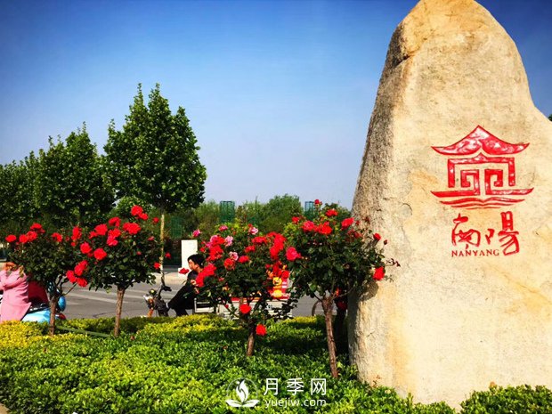 香飄神州，南陽(yáng)月季努力實(shí)現(xiàn)月季產(chǎn)業(yè)轉(zhuǎn)型升級(jí)(圖1)