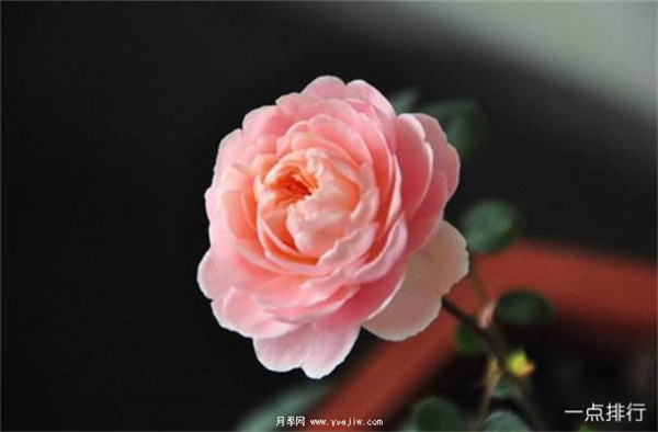 據(jù)說這是世界十大***美月季品種，你喜歡哪種？(圖10)
