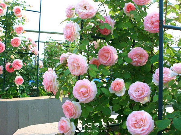 2021年6款超級(jí)受歡迎的藤本月季品種，美爆了(圖2)