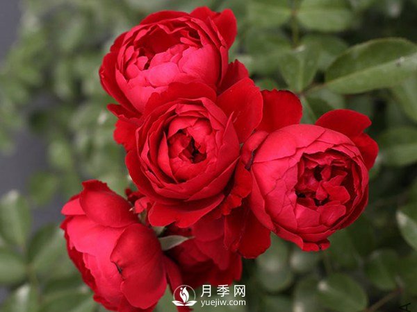 2021年6款超級(jí)受歡迎的藤本月季品種，美爆了(圖6)