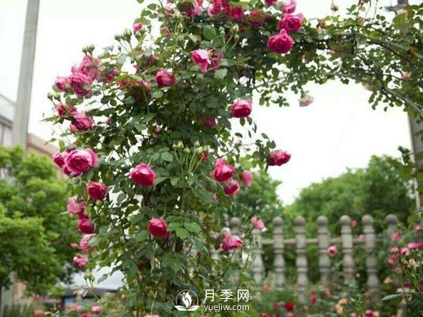 2021年6款超級(jí)受歡迎的藤本月季品種，美爆了(圖1)