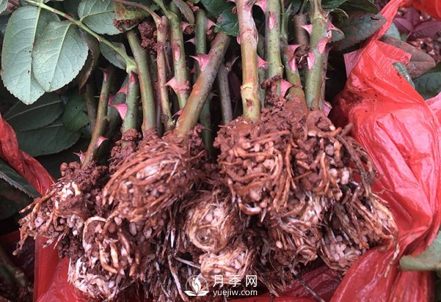 月季種植養(yǎng)護(hù)四大要點(diǎn)，讓你的月季花開(kāi)滿(mǎn)盆！(圖1)