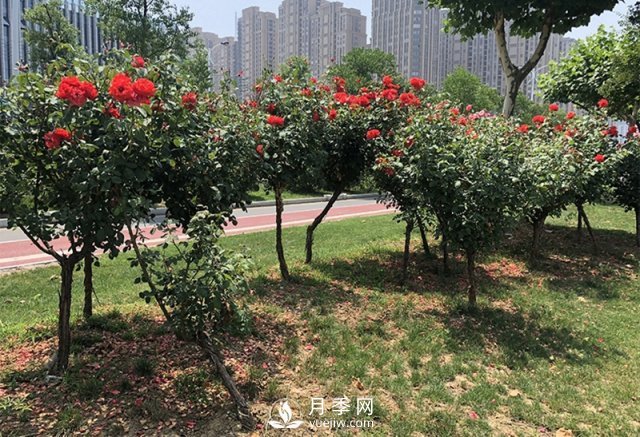 樹狀月季花黑斑病的防治方法有哪些？(圖1)