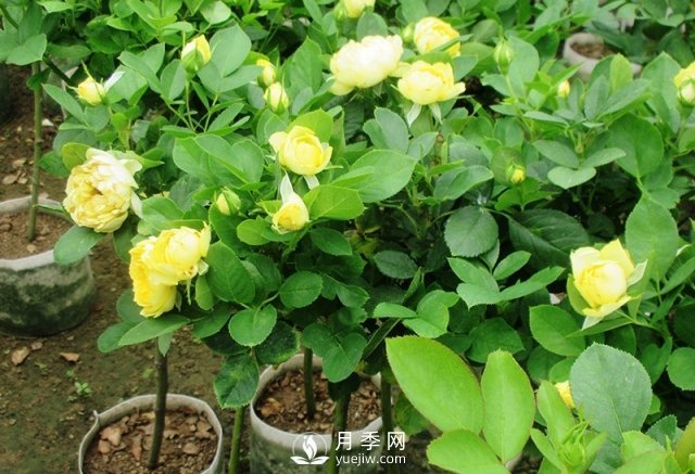 新買的月季樹沒多久出現(xiàn)掉葉子還有枯死跡象況該怎么辦？(圖1)