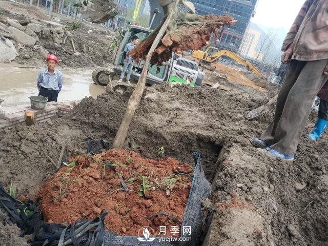 大樹土球破損散球移栽后，掌握幾個(gè)訣竅快速提高復(fù)壯能力(圖2)
