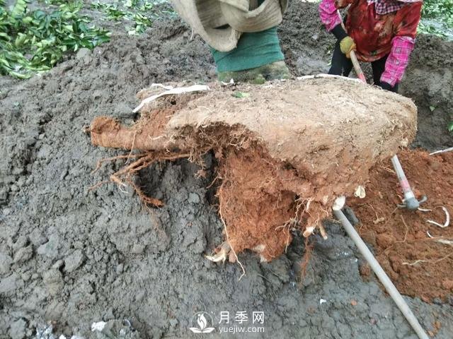 大樹土球破損散球移栽后，掌握幾個(gè)訣竅快速提高復(fù)壯能力(圖1)