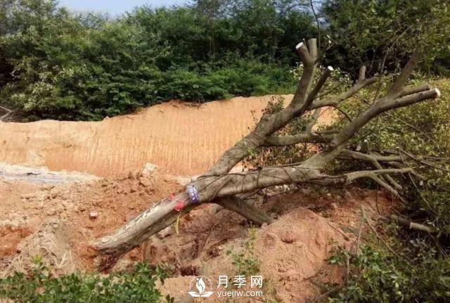 大樹土球破損散球移栽后，掌握幾個(gè)訣竅快速提高復(fù)壯能力(圖3)