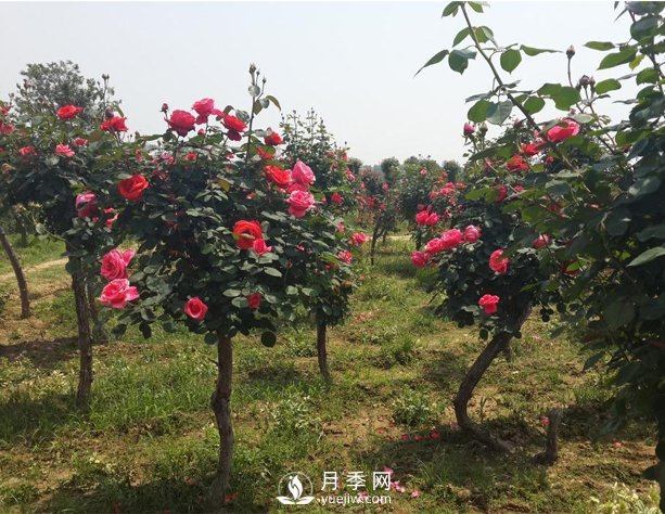三門峽月季花如何做能快速進(jìn)入下一波花期？(圖1)