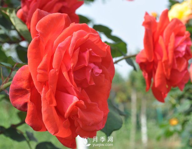 月季幼苗的育苗訣竅，澆水追肥等很重要(圖1)