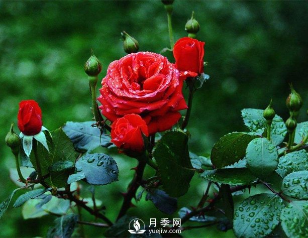 洛陽(yáng)夏季養(yǎng)藤本月季的技巧，花友快來(lái)看看吧(圖1)
