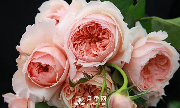 盆栽藤本月季怎么施肥，以下技巧來(lái)學(xué)習(xí)吧(圖1)
