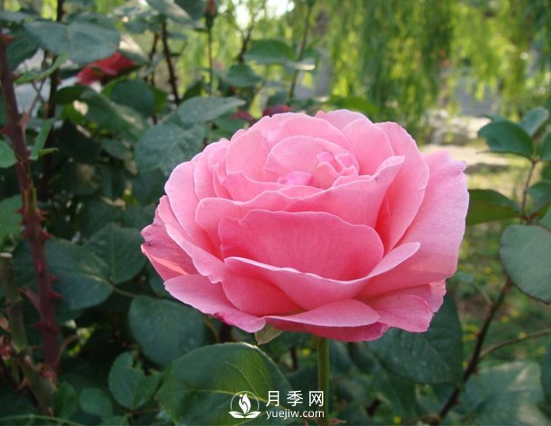 月季梅雨季易有黑斑病，該怎么養(yǎng)護(hù)呢？(圖1)