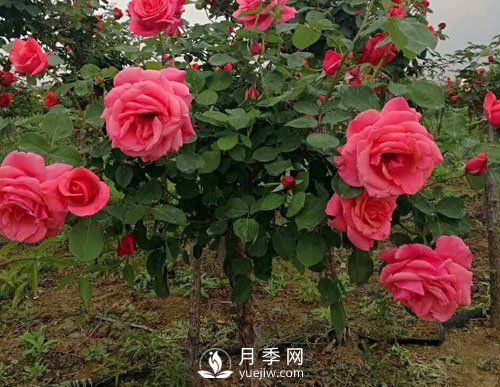 月季花扦插生根慢？月季網(wǎng)教你快速生根法！(圖1)
