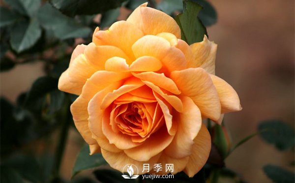 盆栽月季樹插穗、新栽苗、生長期如何修剪？(圖1)