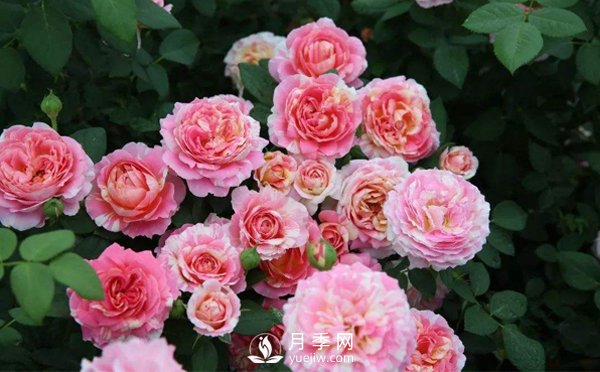 藤本月季在種植的時候要按照什么樣的方法步驟來進行呢？(圖1)