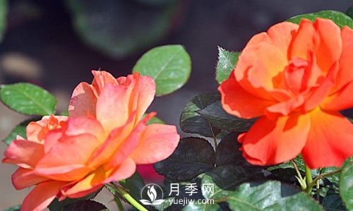 南陽大花月季在種植時要注意哪些問題呢？(圖1)