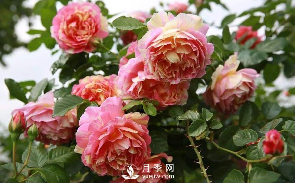 月季該如何栽培管理，養(yǎng)殖方法又是什么呢？(圖1)