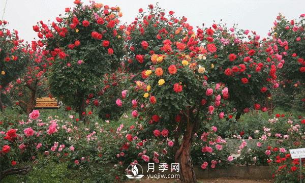 新型月季花，要遵循什么方法，才栽培出來(lái)？(圖1)