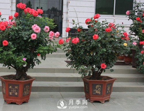 如何讓盆栽月季植株大，枝頭多，開滿盆常開不?。?圖1)