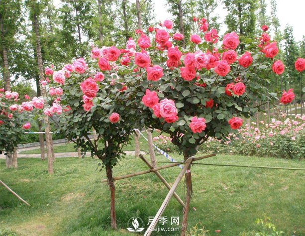 如何防治樹(shù)狀月季霉心??？(圖1)