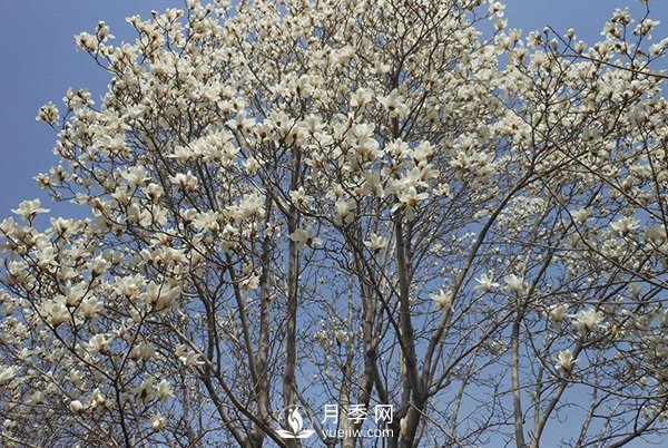 白玉蘭樹越冬防寒工作是怎樣的？(圖1)