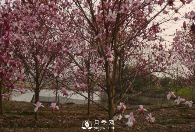 玉蘭樹幼苗移栽后要怎樣管理？(圖1)