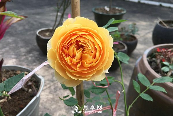 盆栽月季樹養(yǎng)植常見問題有哪些？(圖1)