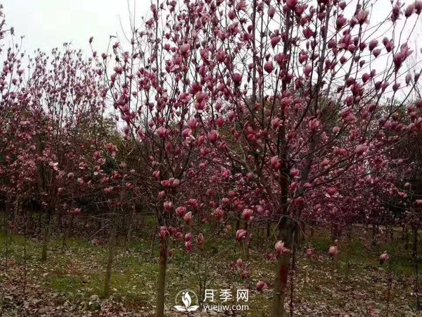 為什么要對紅玉蘭樹等景觀種植進(jìn)行修剪？(圖1)