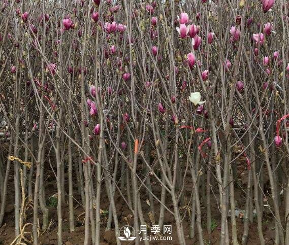 紅玉蘭樹(shù)的病害防治要怎么做？(圖1)
