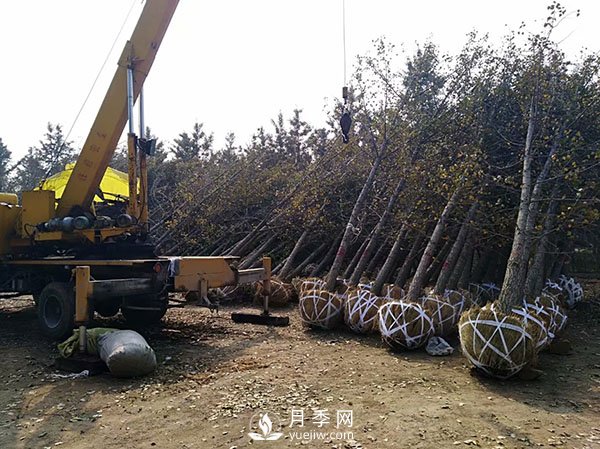 大規(guī)格苗木裝運(yùn)技巧，移植技術(shù)有哪些技巧？(圖1)