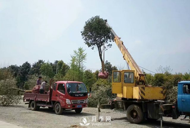 大規(guī)格苗木裝運(yùn)技巧，移植技術(shù)有哪些技巧？(圖2)