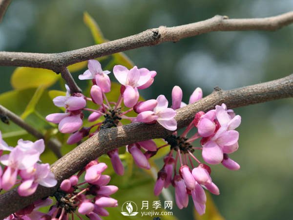 為何巨紫荊價(jià)格不菲，銷量卻很樂觀？(圖1)