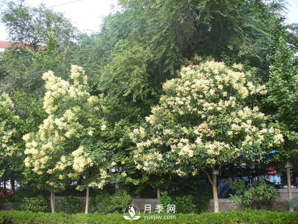 大葉女貞為何成為很多城市行道樹的首選？(圖1)