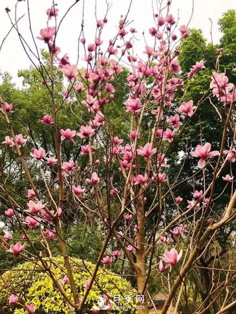 二喬玉蘭花有何作用與功效？(圖1)