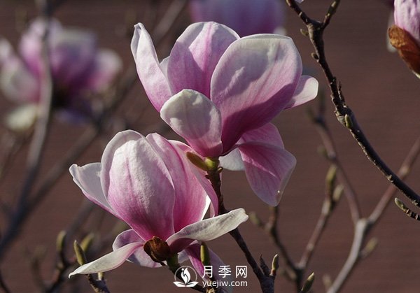 如何區(qū)分廣玉蘭、白玉蘭和二喬玉蘭？(圖3)