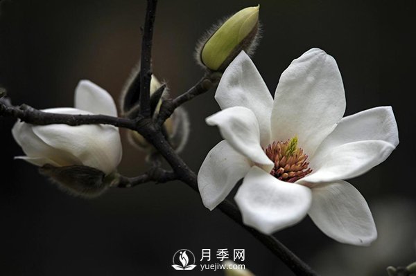 如何區(qū)分廣玉蘭、白玉蘭和二喬玉蘭？(圖2)