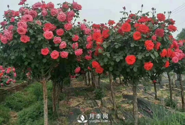 冬天如何來(lái)管理月季？(圖1)