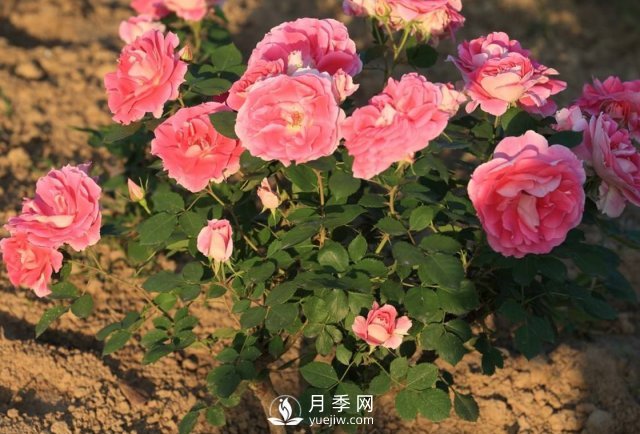 月季什么時(shí)期移植好？(圖1)